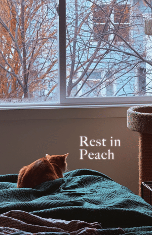 'Rest in Peach' zine cover featuring a full-page photo of an orange cat loafed on a bed with a green blanket, looking out the window. The title is in serif letters and gently is glowing white.